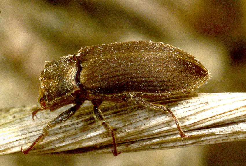 Dryopidae : Pomatinus substriatus  (e Hydrophilidae)